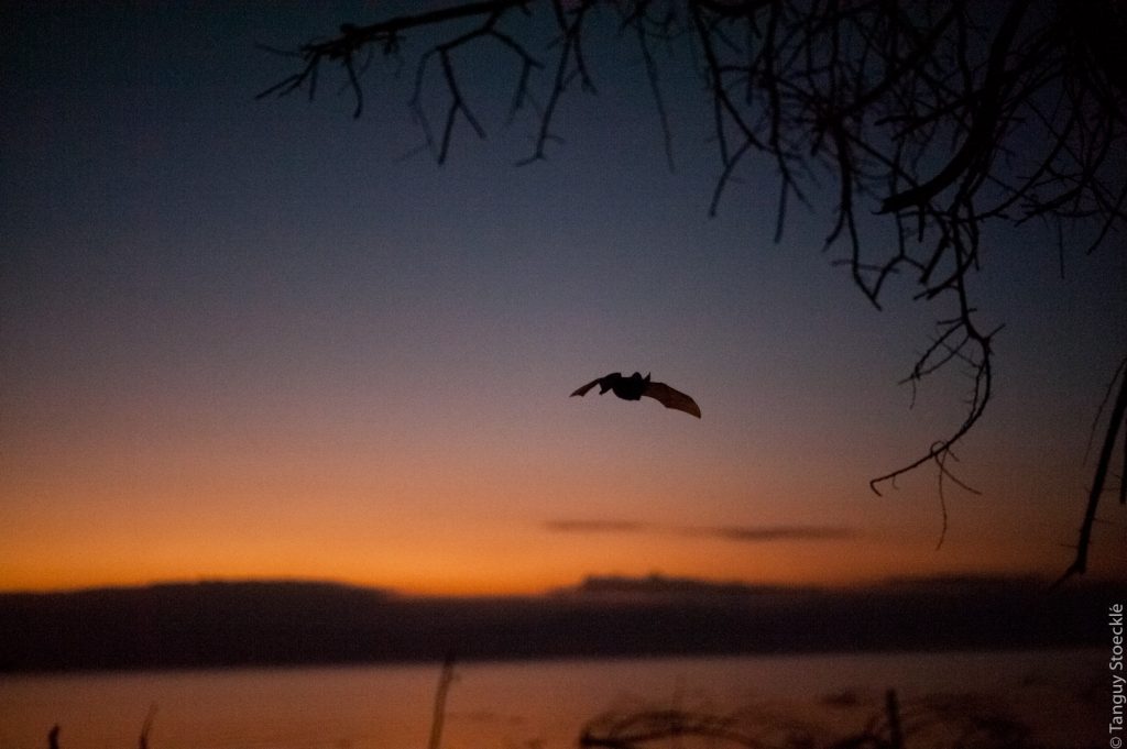 Lavia frons flying at dawn