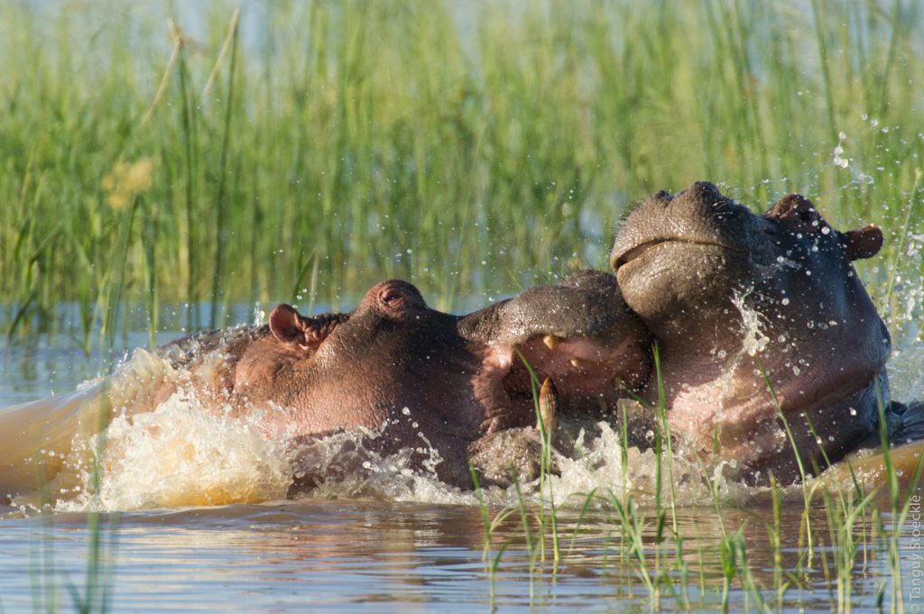Bagarre d'hippopotame